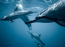 【新赛季盘点之20大小前】第一无悬念 塔图姆压乔治