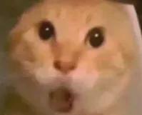 世界杯高清播放平台-失准了！NBA现象级新秀！东契奇有望登顶三分王